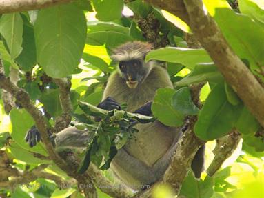 Monkeys and mangroves on Zanzibar, DSC06932b